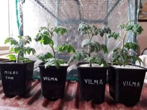 PIKAVIMUI SU BIOHUMUSU  25Litrai