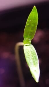 SĖJIMUI SU BIOHUMUSU 25L. 4 SĖJIMUI SU BIOHUMUSU  25L.