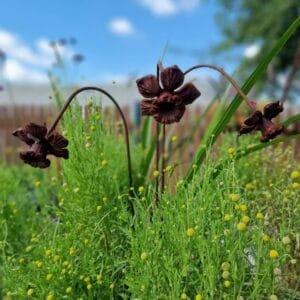 Sodo dekoracija-NARCIZAS