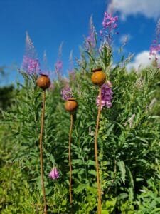 Sodo dekoracija-AGUONA 60mm.