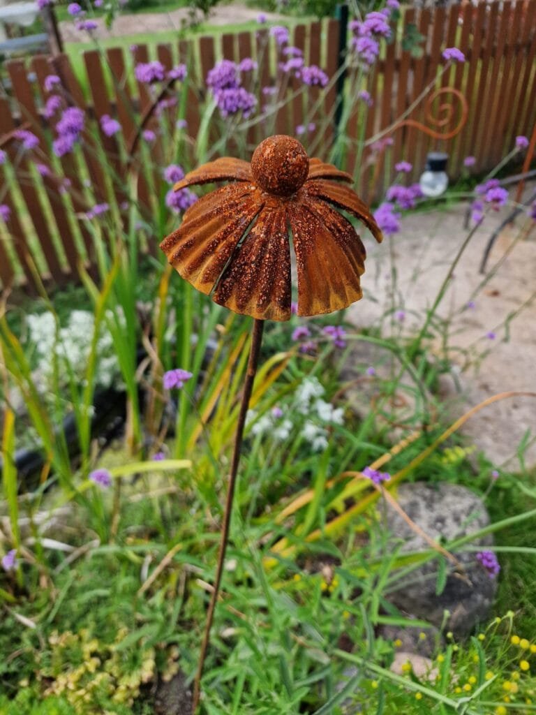 Sodo dekoracija-RUDBEKIJA