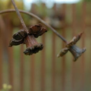 Sodo dekoracija-NARCIZAS 5 Sodo dekoracija-NARCIZAS