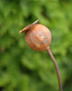 Sodo dekoracija-AGUONA