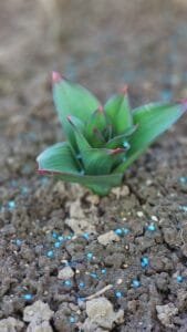 Stabilizuotas Karbamidas 0,5kg.