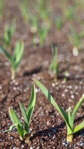 Stabilizuotas Karbamidas 0,5kg.